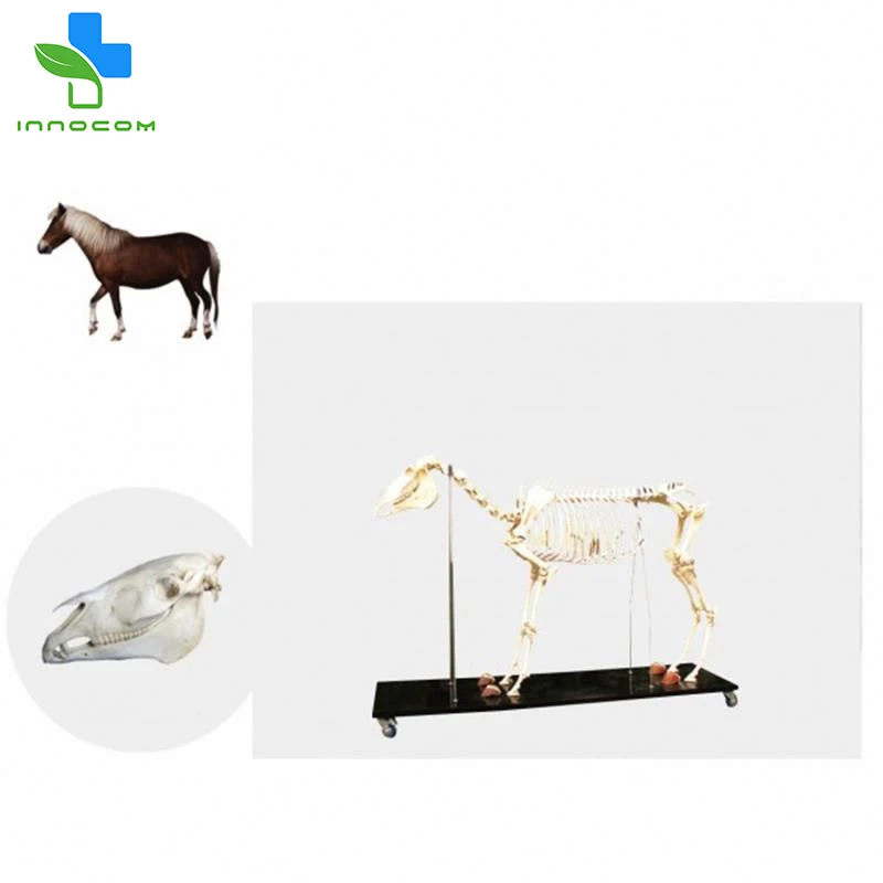Medical life size Horse Skeleton Model PVC 3d animal Horse Skeleton model anatomical models