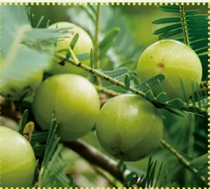 Заводская поставка чистый эмбловый лифритюрный концентрат жидкий фруктовый ароматизатор оливковый экстракт Филлантус эмблика