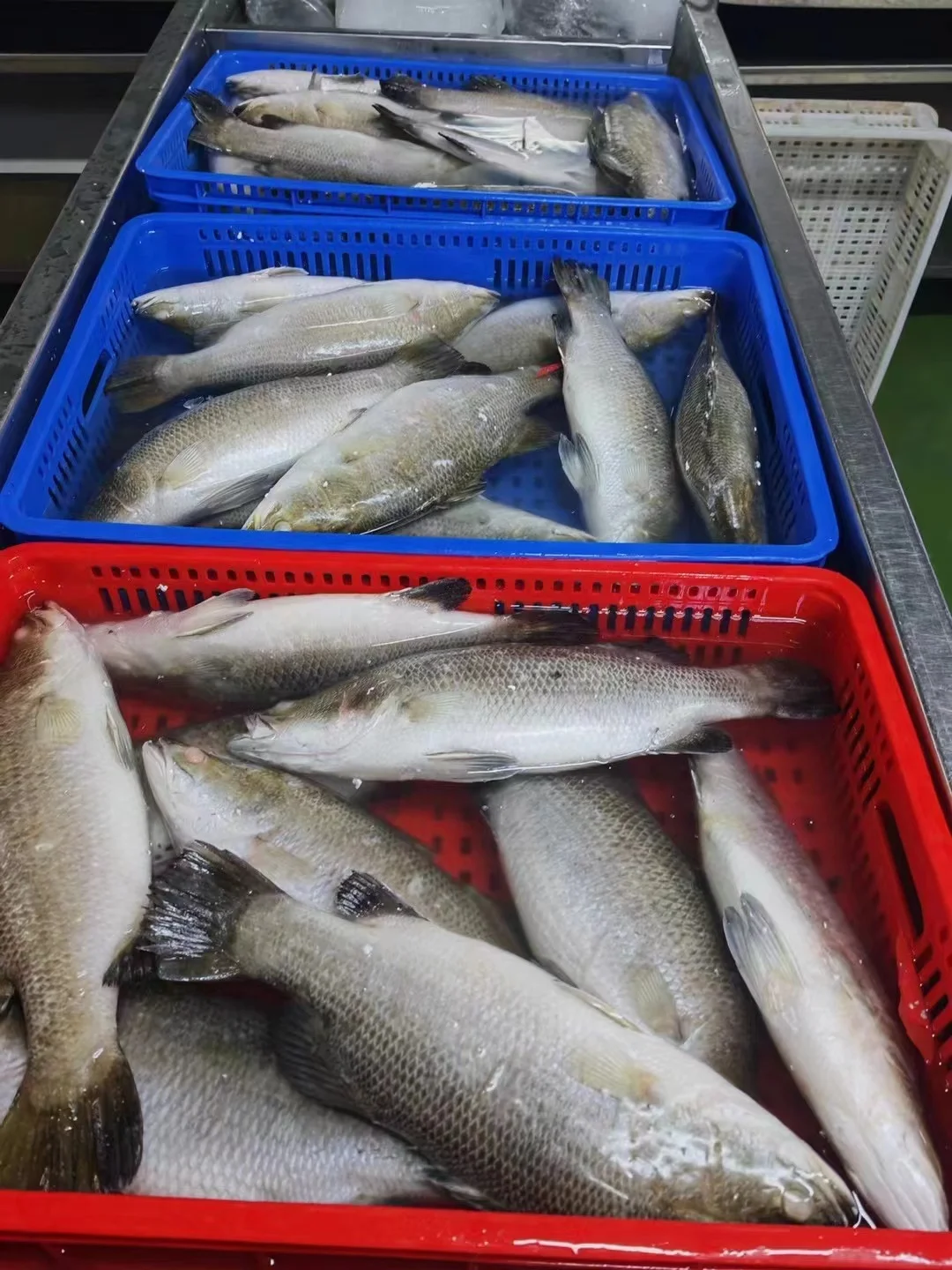 IQF  bass fish Japanese Seaperch Japanese Sea Bass