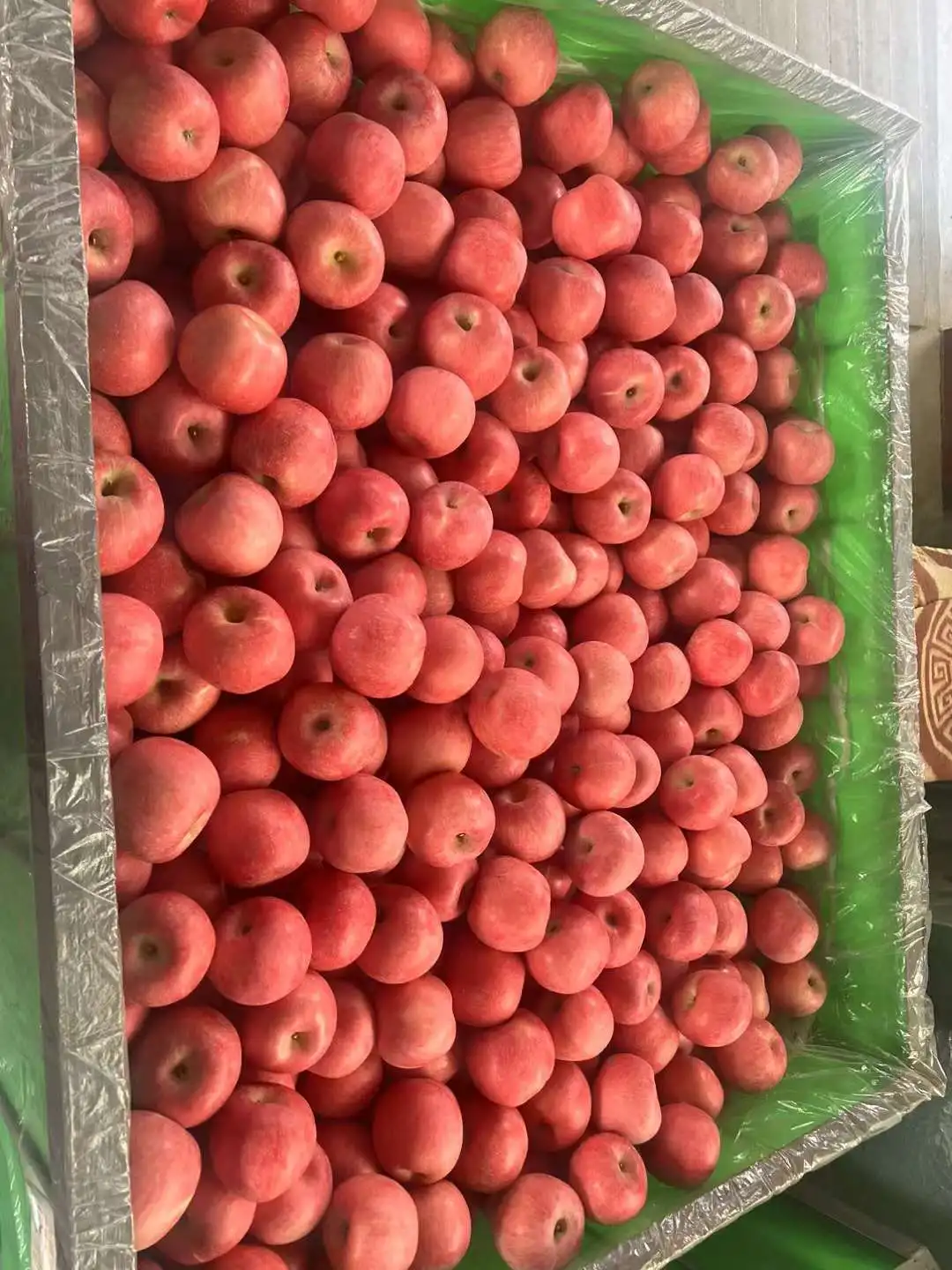 Best price  China export high quality fresh apple