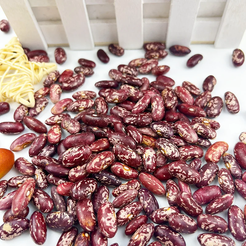 Wholesale high quality red speckled kidney bean