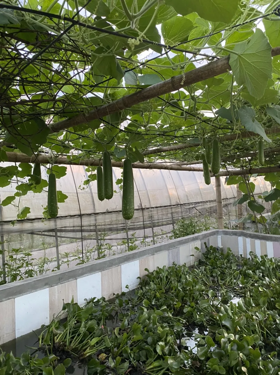 
Manufacturing Standard Company In Vietnam High Quality Healthy And Juicy Fresh Cucumber Products In Bulk Farmers Grow Invidually 