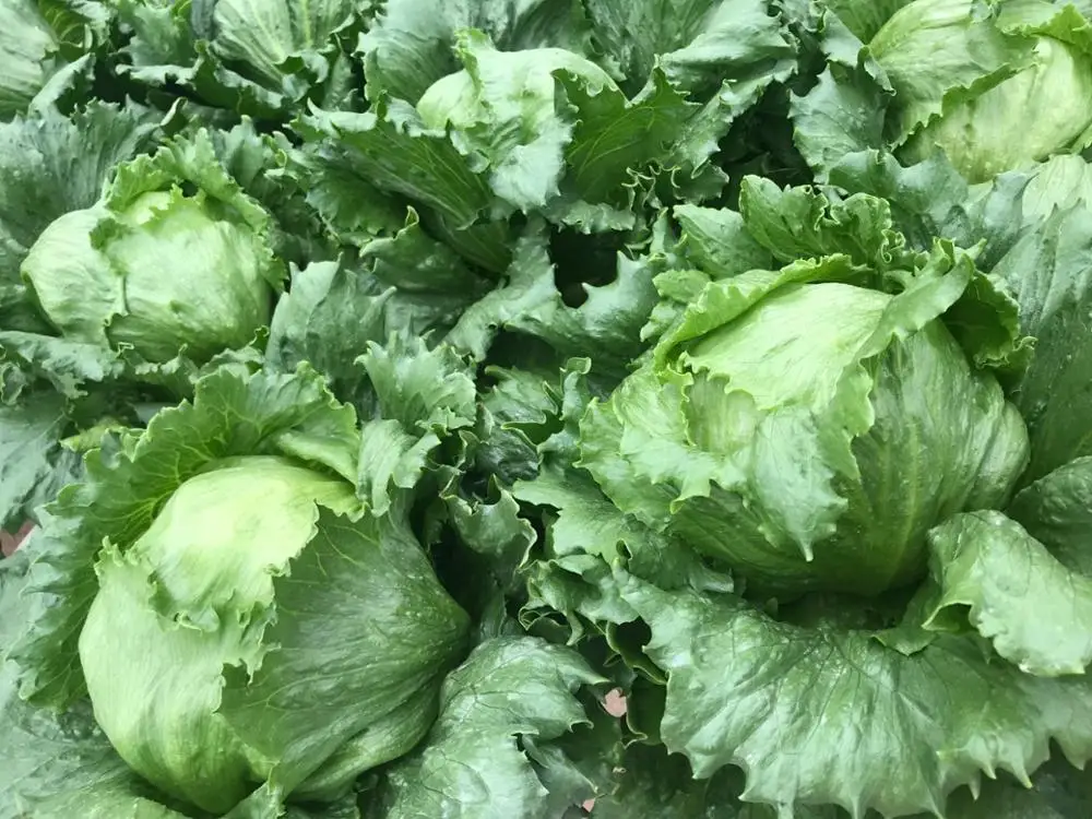 
Suntoday vegetable Organic leaf iceberg head lettuce seeds 1kg/bag 