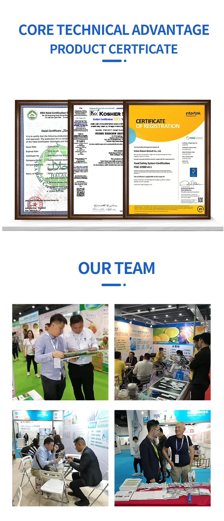 bovine collagen protein