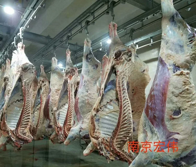 abattoir cattle slaughtering meat carcass hanging hooks