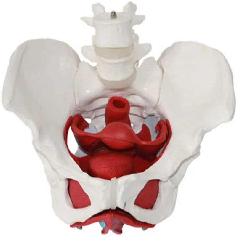 Production  PVC pelvic model medical science High-quality Teaching Model of Female Pelvic and Pelvic Muscles life size skeleton