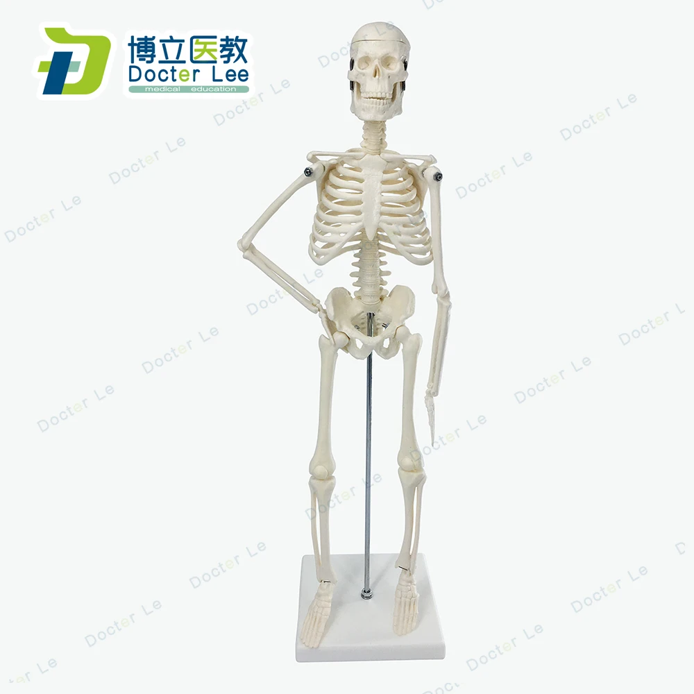 
45 cm Mini human plastic skeleton model for art and medical learning 