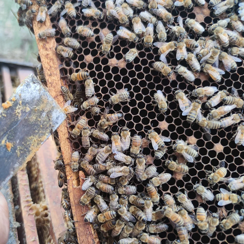 propolis series product natural propolis powder chunk bee propolis