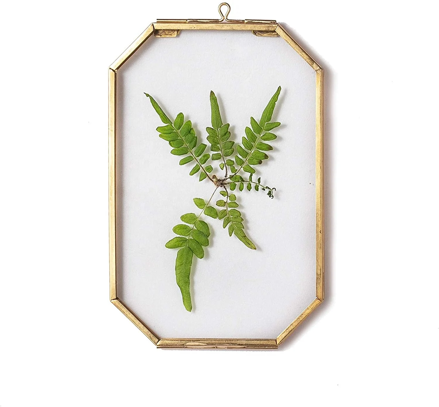 Glass Floating Frame Gold Octagon Clear Wall Decor Brass Hanging DIY Frame for Display Pressed Plant Specimen Dried Flowers