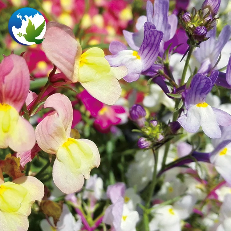 
Perennial Summer Ornamental Flower Seeds Toad Vulgaris Linaria Toadvertisement Flax Toadflax Seeds 