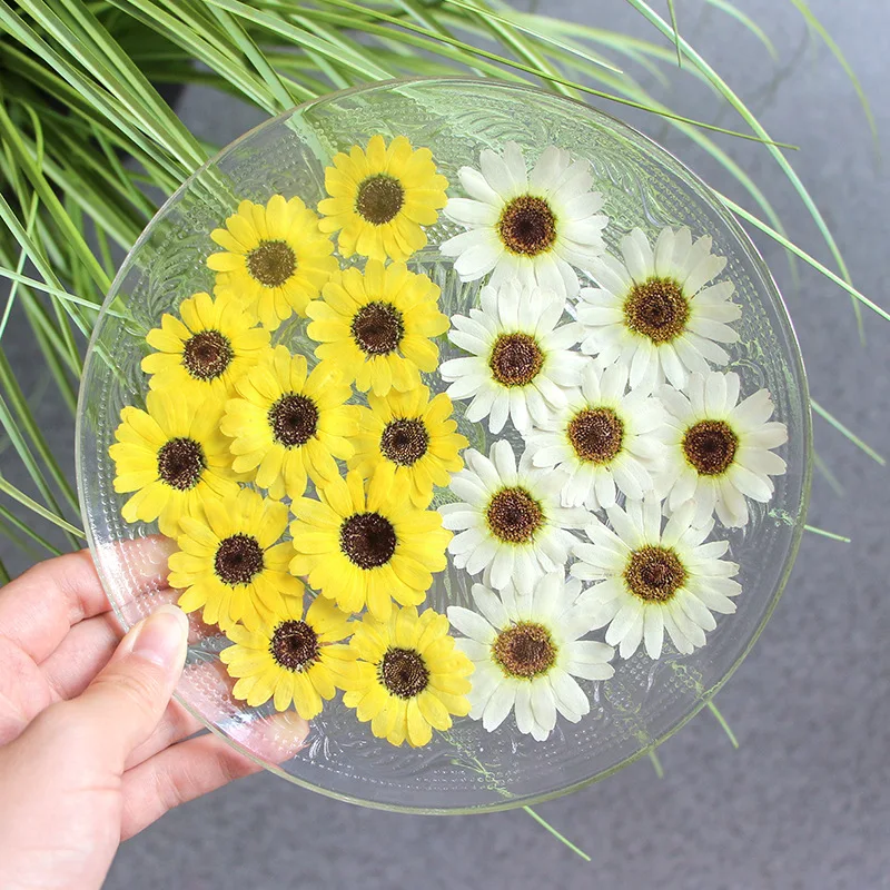 12pcs/pack Grandaisy Phone Case DIY Gift Card Candle Making Pressed Flower