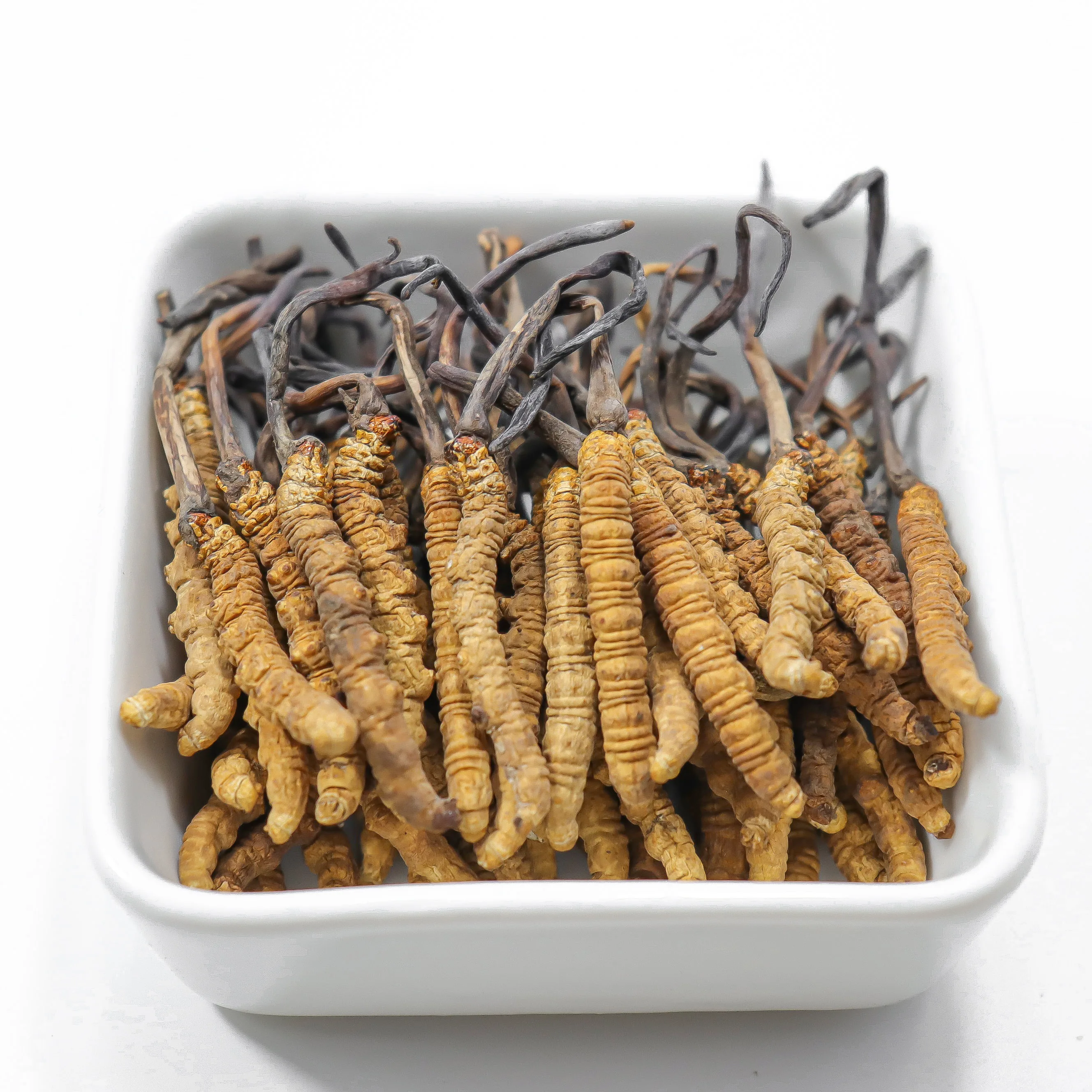 Pure natural bulk cordyceps sinensis mycelium whole dried cordyceps mushroom fungus
