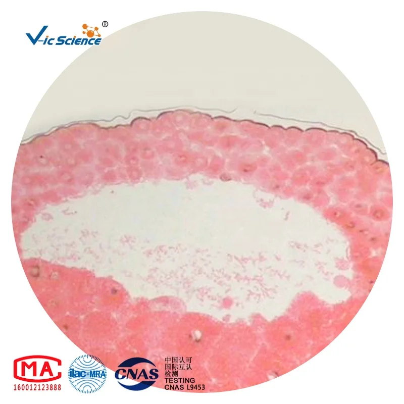 
Medical study embryology slides frog embryo slides prepared microscope slides 