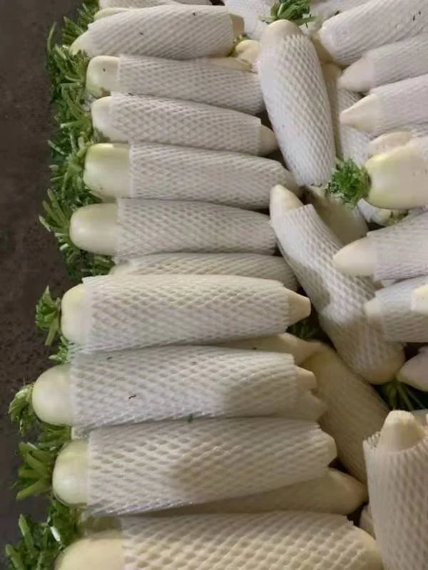 2022 GAP Chinese Fresh White radish direct manufacture  Shandong Xiamen new crop high quality