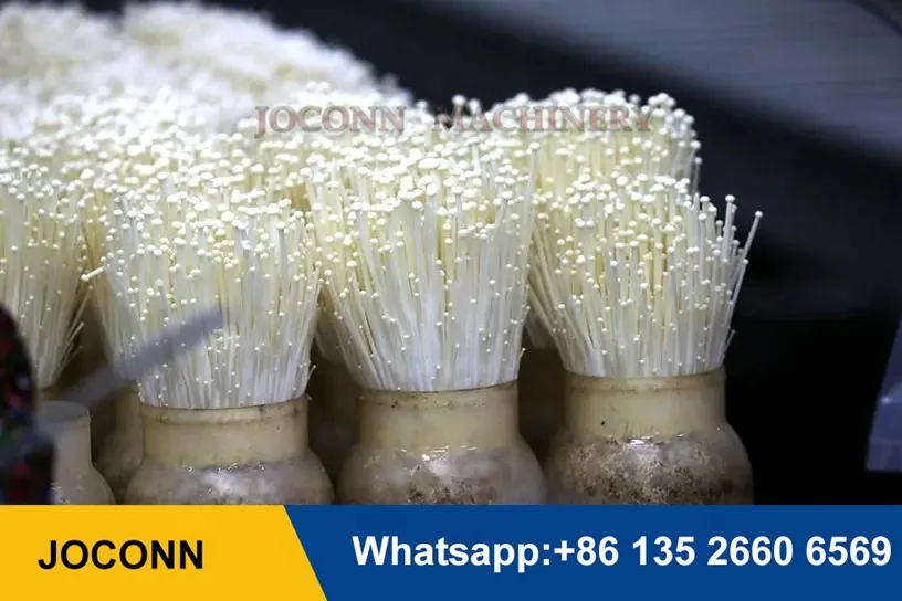 Mushroom growing bottle edible fungus enoki mushroom cultivation bottle PP plastic king oyster mushroom grow bottles