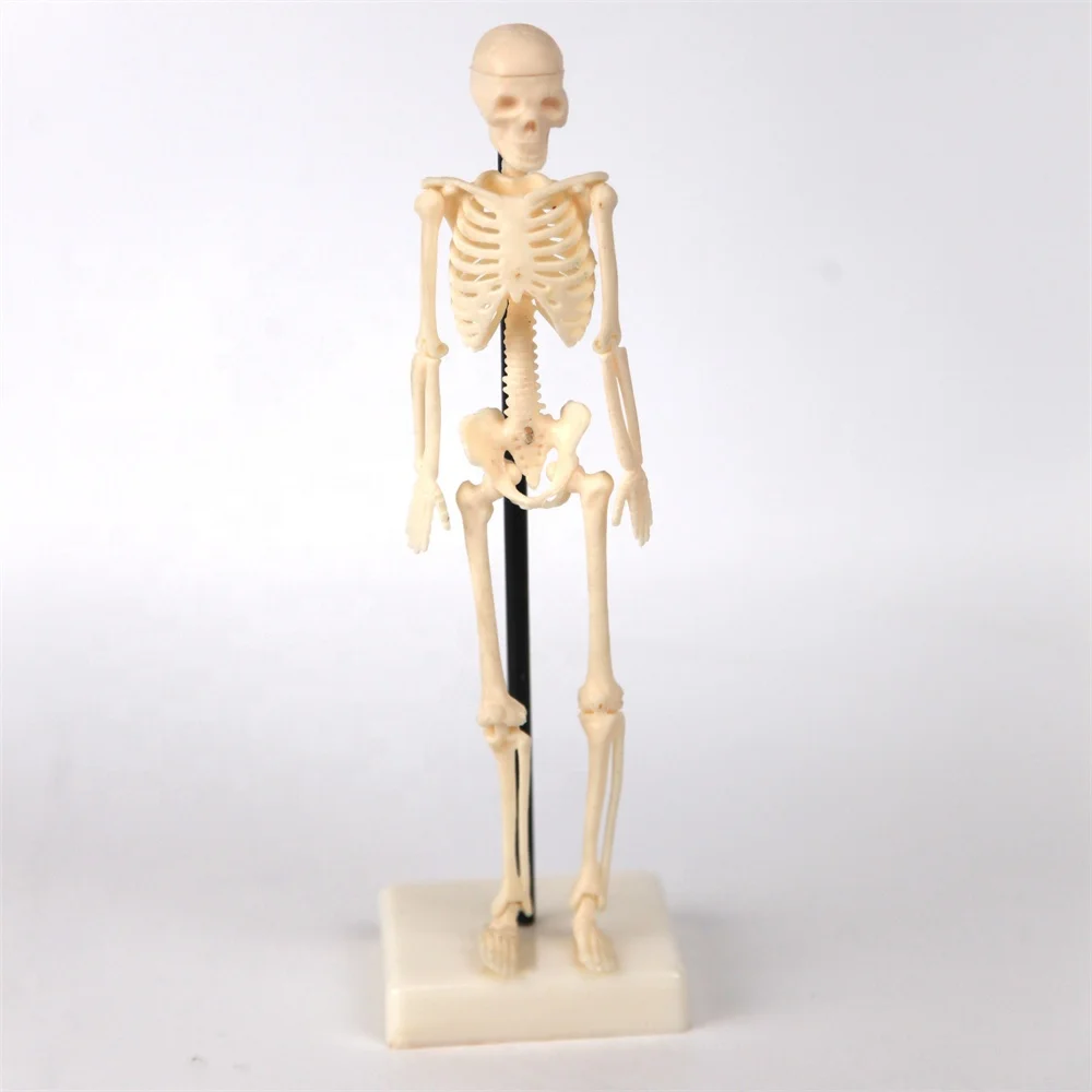 High quality 18 cm educational medical anatomy human plastic skeleton model medical science