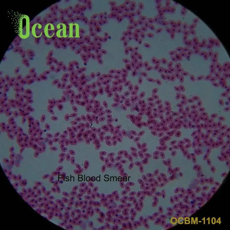 Fish Blood Smear zoology slides for medical research on prepared microscope slide