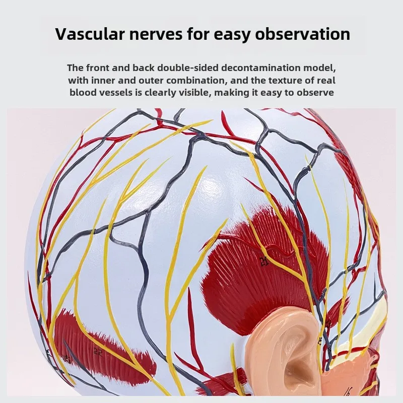 SUNNYMED SY-N027 PVC Anatomical Model Human Facial Shallow Muscle Neurovascular Model in Skin Color Manikin for Nurse Training