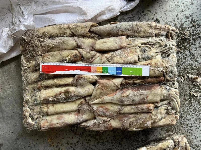 High Quality Dosidicus Gigas Congeles Giant Squid 300-500g Frozen Peru Squid to Thailand Market