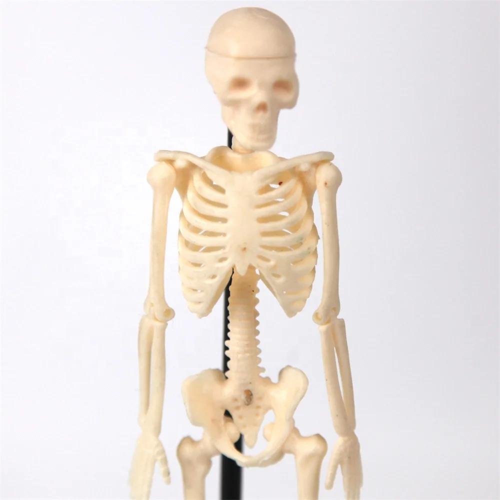 High quality 18 cm educational medical anatomy human plastic skeleton model medical science