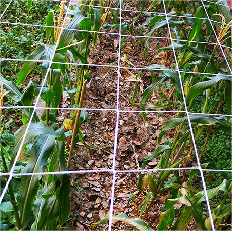 Soft Mesh Nylon Trellis Netting Bulk Roll  5 x 350 ft Heavy-Duty Garden Netting for Climbing Plants