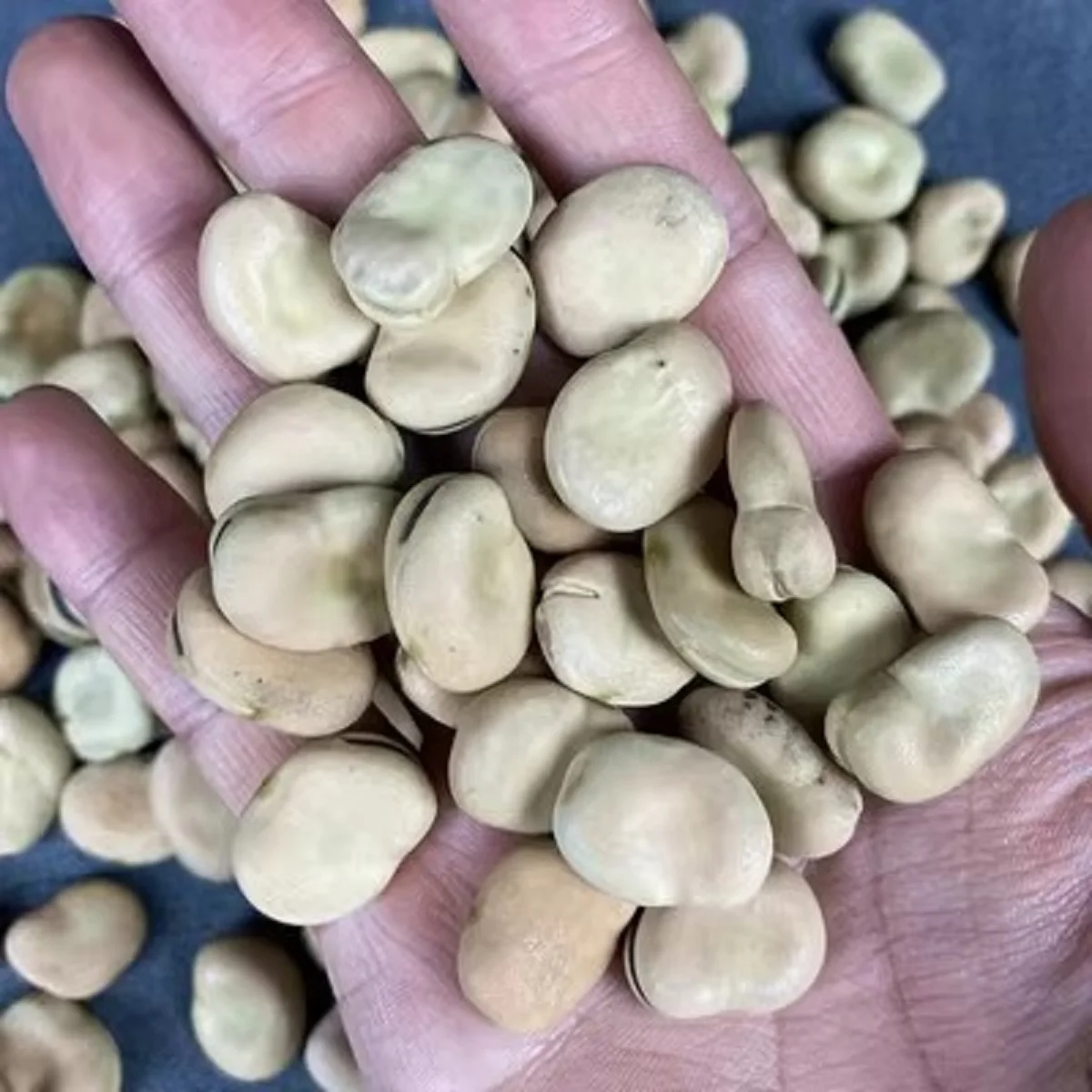 New Crop Fava Beans Highest Quality Bulk Dried Broad Beans in Qinghai for Canned Food