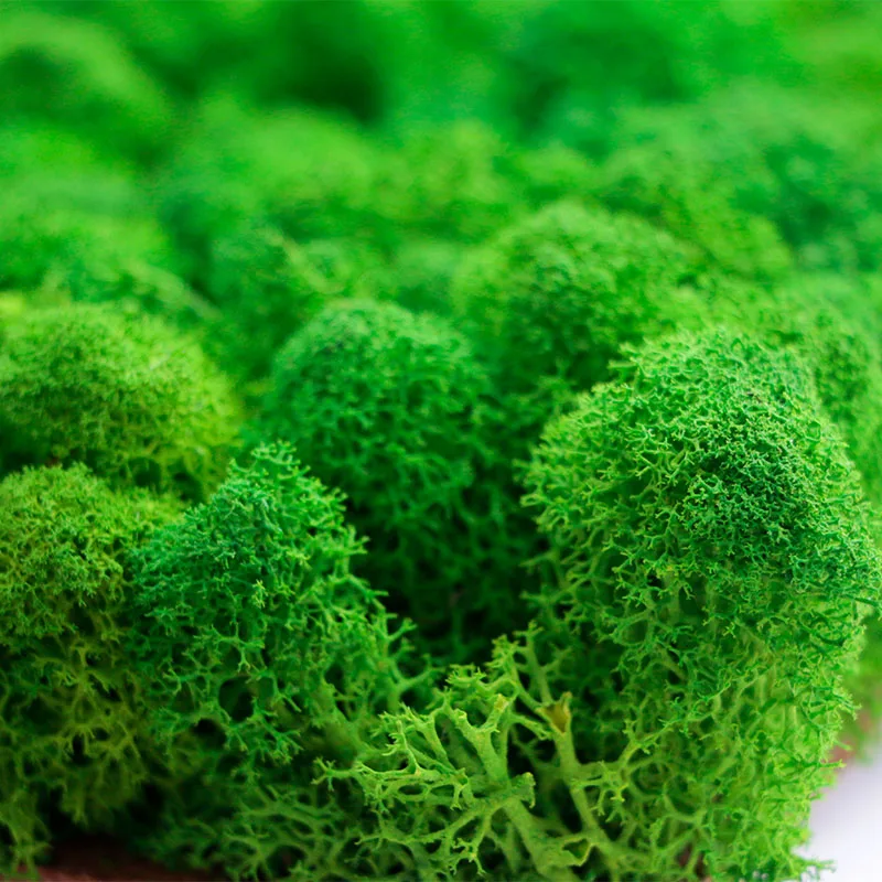 Wholesale Stabilize Reindeer Moss Wall Art Moss Panel Decorations Preserved Moss