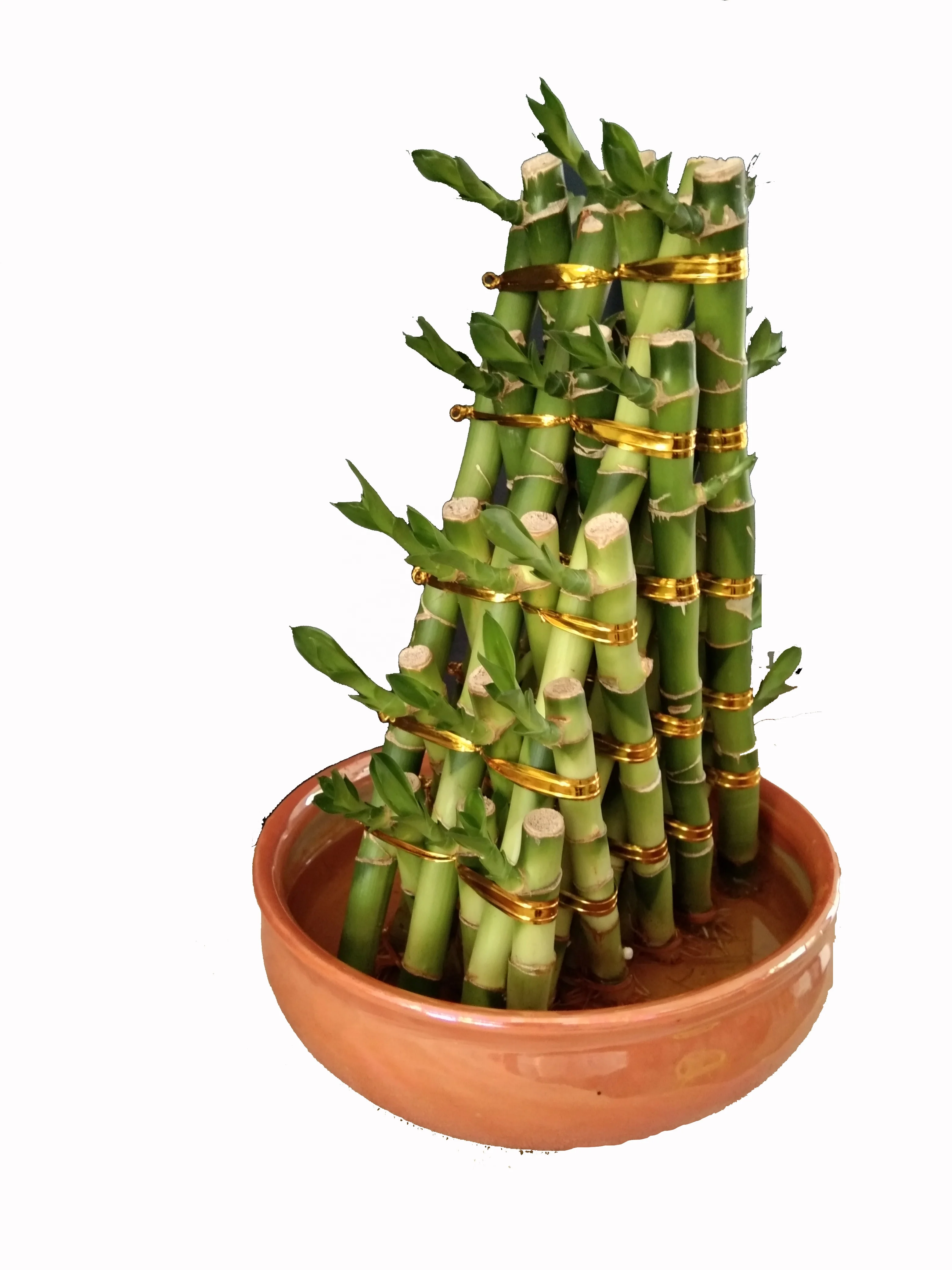
Zhanjiang Indoor pyramid Bamboo Factory Lucky Bamboo pyramid Green Spiral lucky bamboo dracaena sanderiana 