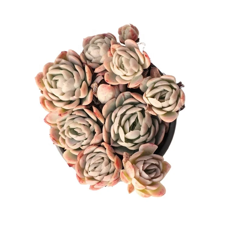 
real succulent plants online succulents for sale 