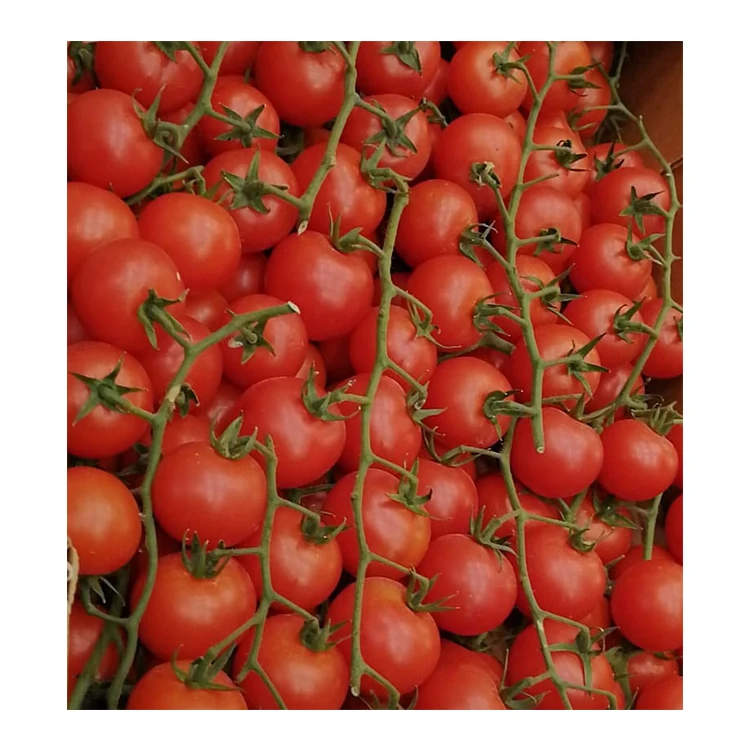 Premium Delicious Italian Fresh Organic Cherry Tomatoes