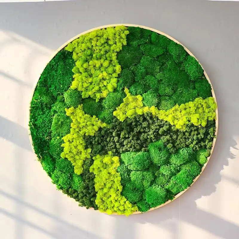 EG-A214 Wholesale Real Natural Plants Preserved Reindeer frame moss moss air sphagnum peat moss