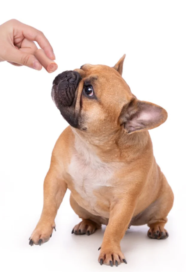 Factory Wholesale dog pet food ham sausage pet snacks natural pet treats sausage for dog cat ready to eat sausage