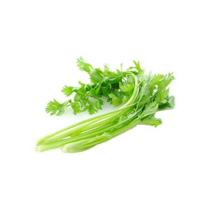 Cheap fresh natural and pollution-free green celery with good price