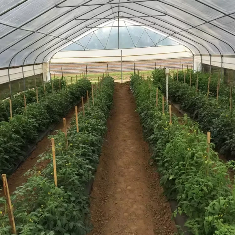 Large Single span vegetable planting agricultural green house tunnel plastic greenhouse metal frame kits