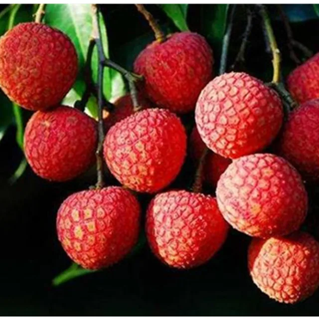 Свежий хайнанский личи без