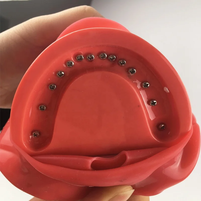 Medical science subject and simple dental phantom head model dental manikin