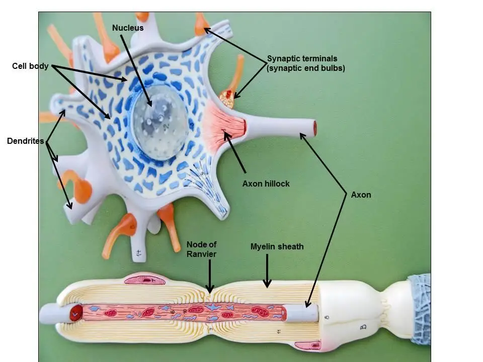 Scientific Human Anatomy - Neuron Model 2500-fold Magnification of Neuronal Cell Body and Nerve Fiber Structure Amplification