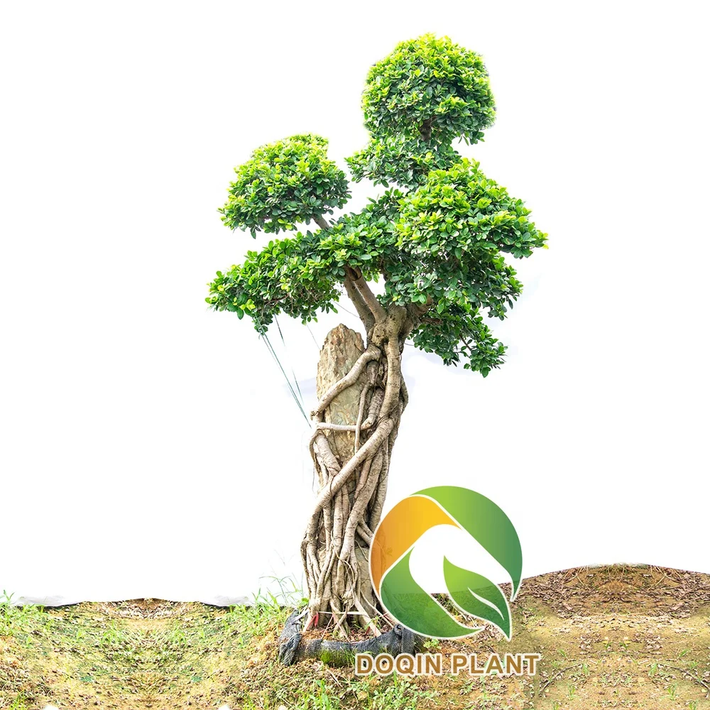 
Outdoor Stone Inside Ficus Microcarpa Tree China 