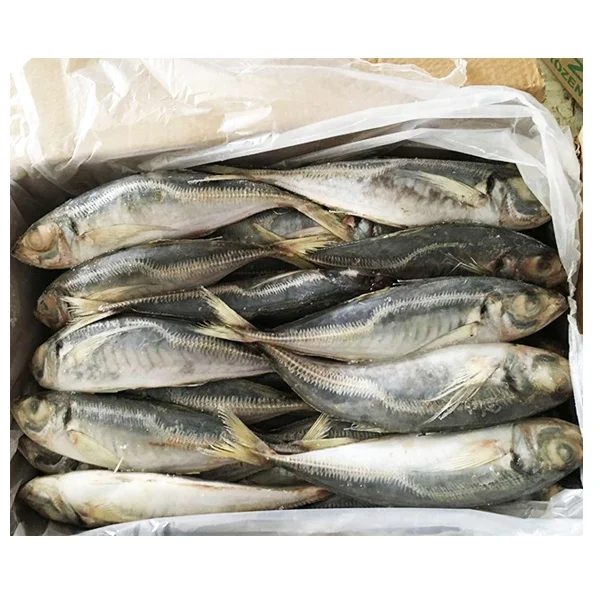 Свежая замороженная рыба морепродукты лошадь скумбрия