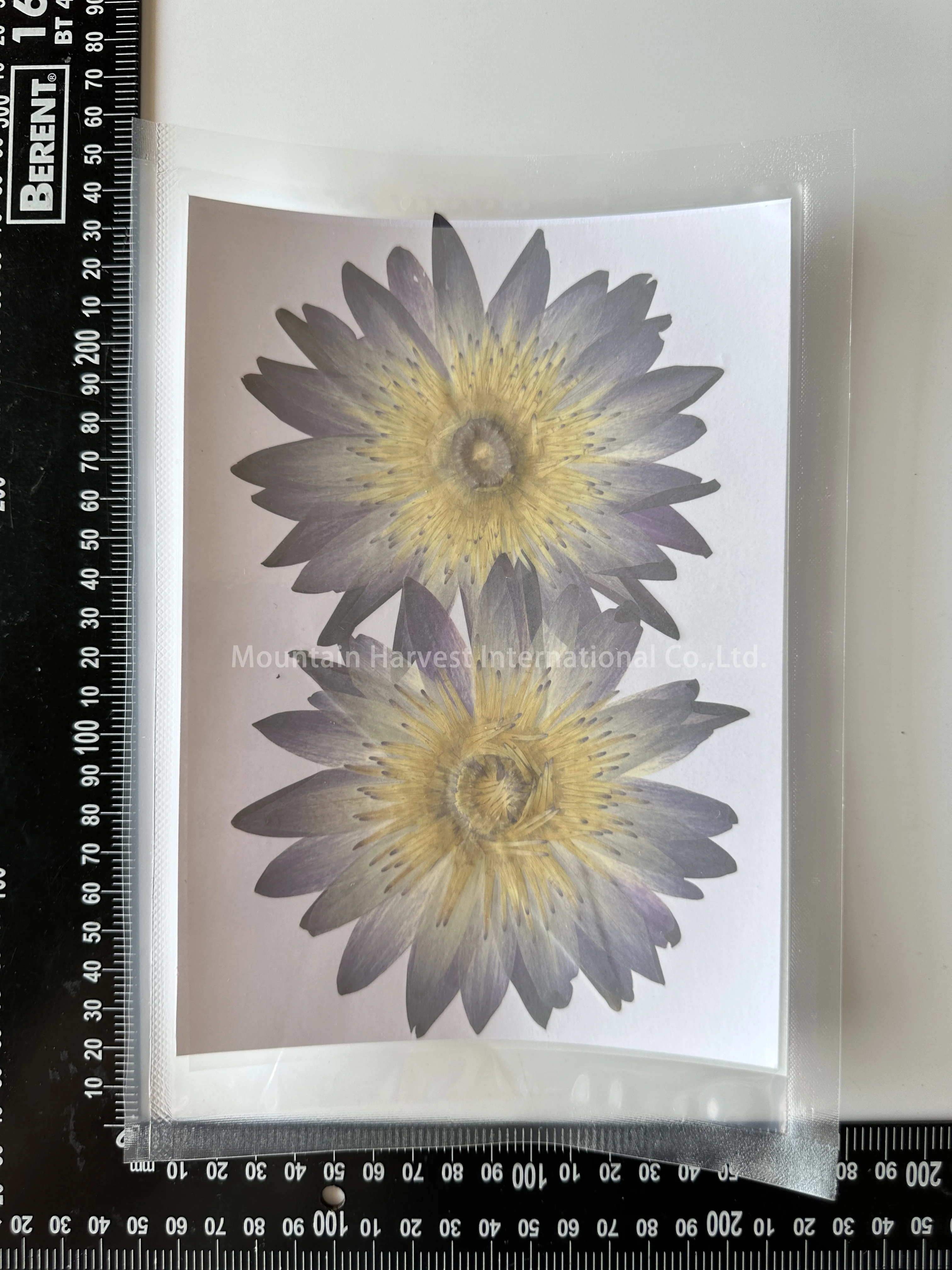 Lotus Floral Water Lily Waterlilies Pressed Flower For Photo Frame