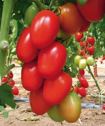 SXTS No.8187 vegetable seed f1 hybrid tomato seeds