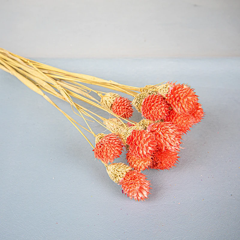 Chasewin Germany Australia top sale dried flowers real decorative flowers globe amaranth packing 15pcs each bag