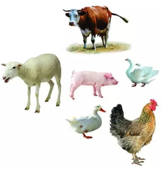 Олиго хитозан 80% промышленное сельское хозяйство хитозан олигосахаридный порошок (олиго хитозан)