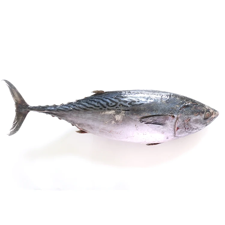 Frozen Bonito Fish WR