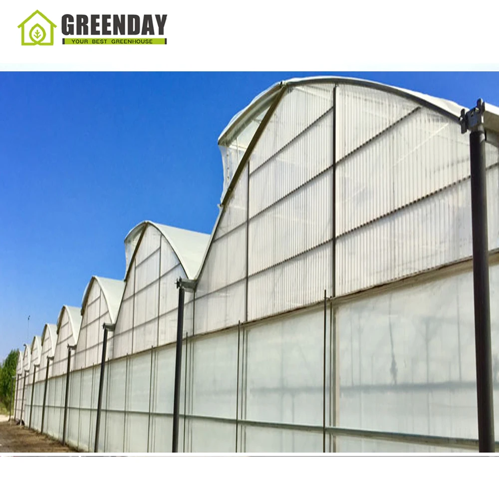 
GREENDAY Low Cost Plastic Film Tunnel Greenhouses Hydroponics Agricultural Greenhouse for Sale 