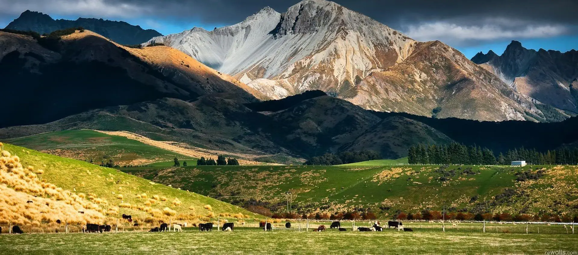 OEM/ODM Supplement private label Grassfed beef organs pills Collagen beef liver capsule Digestive Health