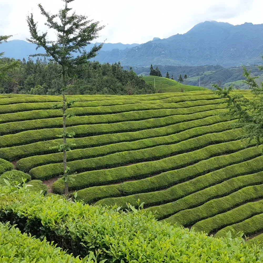 China pu er tea yunnan old tree puer tuo cha