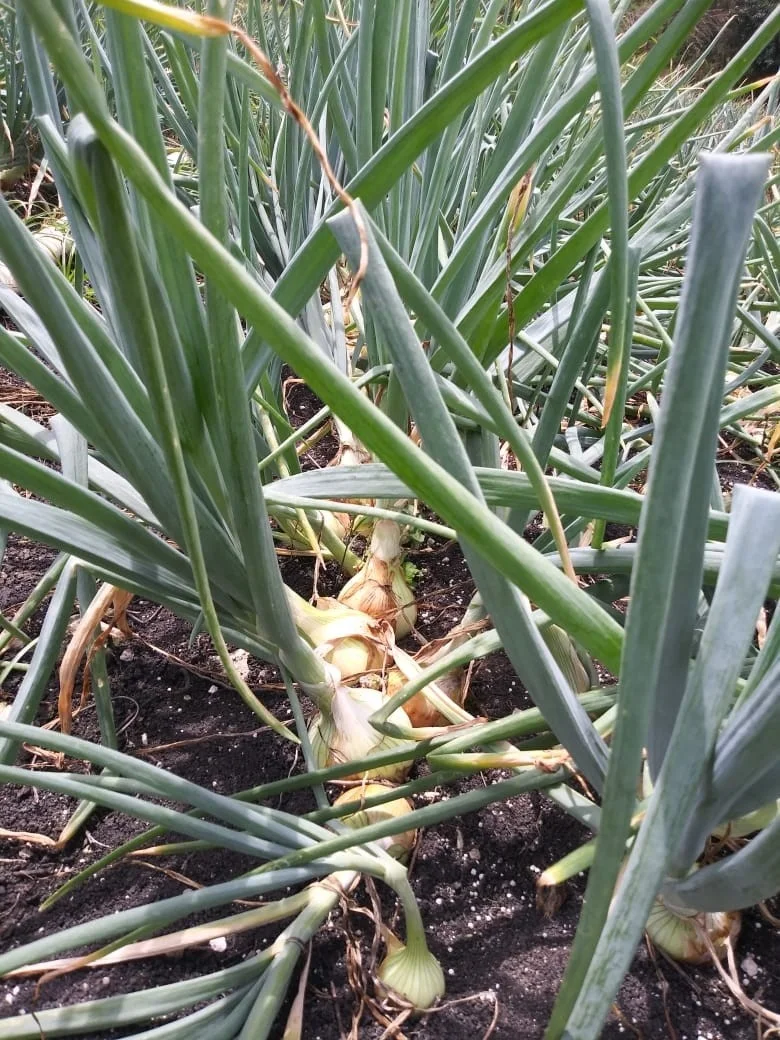 
Onion Hybrid Short Day AMMAN F1 Seeds 