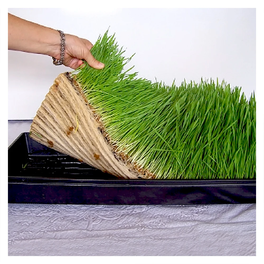 Лоток для прорастания семян 1020 лоток гидропоники роста растений Microgreen