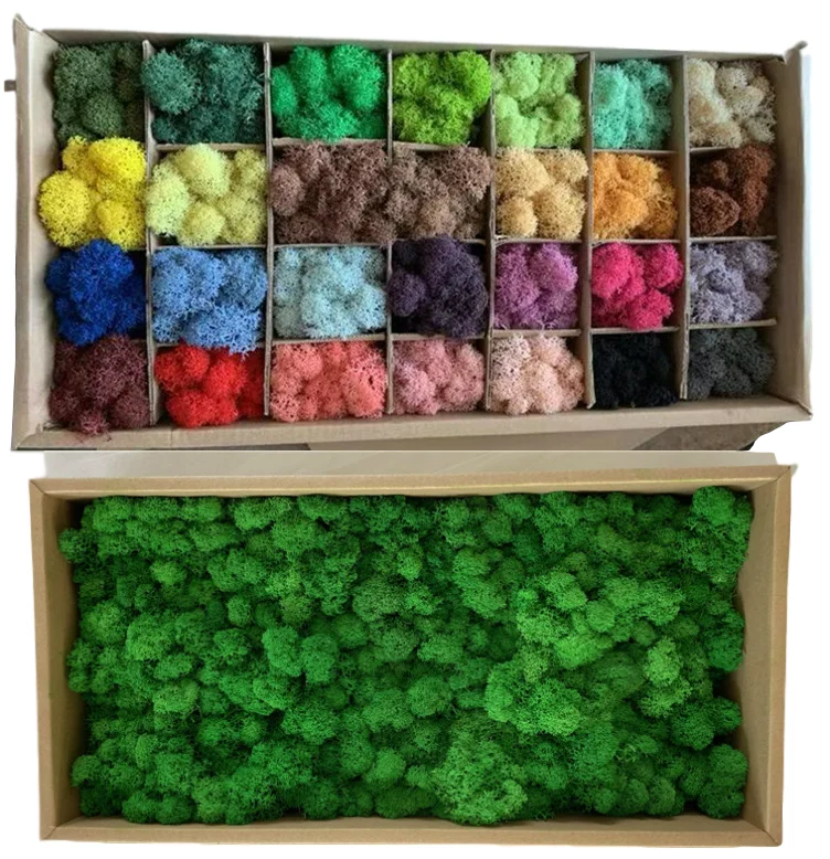 
Beautiful Multicolored preserved moss for Plant wall decorative for home decoration 